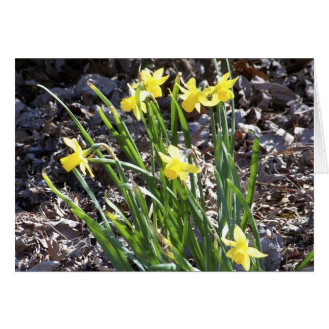 mini Daffodils (Anverso (Horizontal))