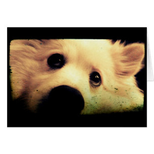 Mini esquimal estadounidense