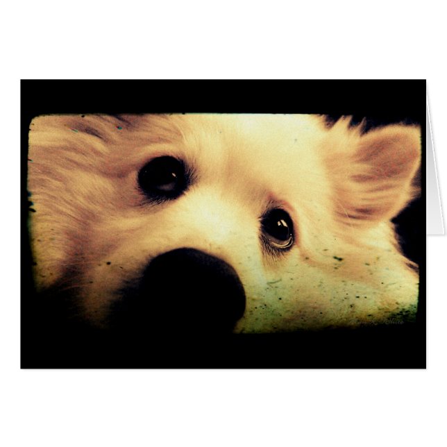 Mini esquimal estadounidense (Anverso (Horizontal))