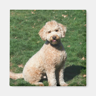 Mini imán de cachorro de goldendoodle
