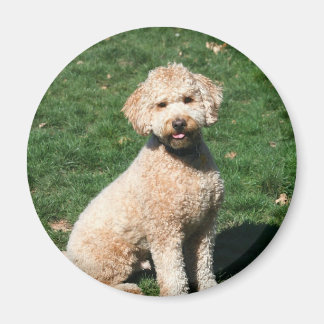 Mini imán de cachorro de goldendoodle