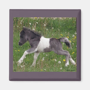 Mini imán del caballo
