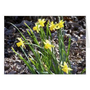 mini narcisos