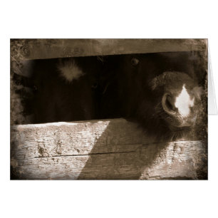 Mini nariz sobre la puerta