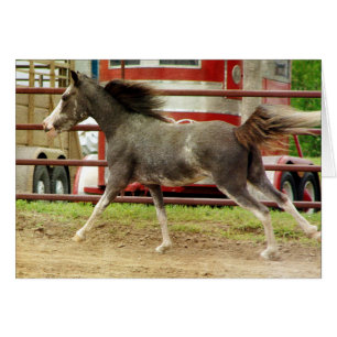 Mini Pinto Gallops de caballos