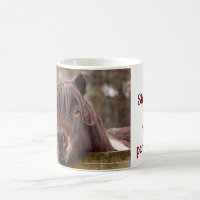 mini Shetland, enorme taza de personalidad