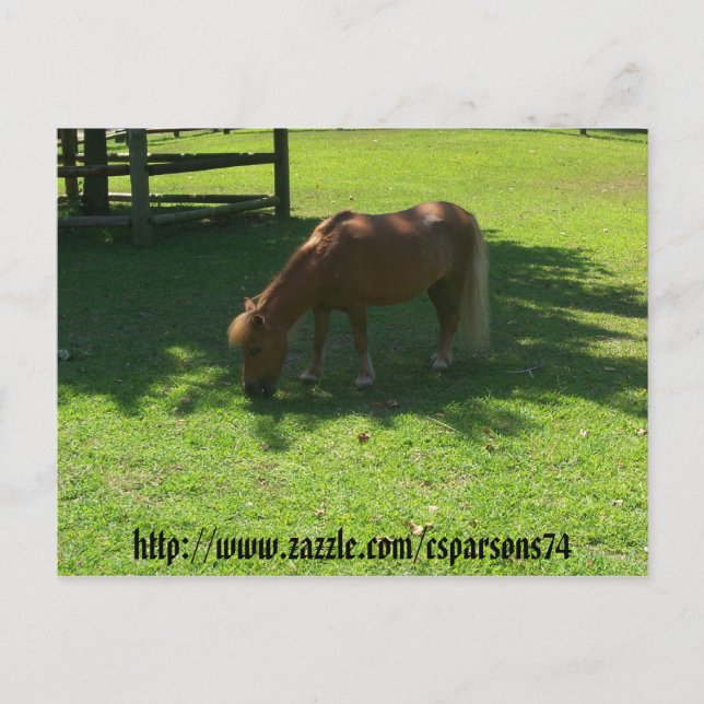 Mini tarjeta postal para caballos (Anverso)
