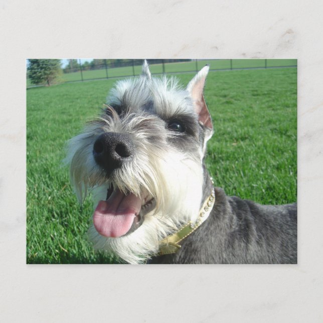 Mini tarjeta postal Schnauzer (Anverso)