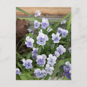 Mini violetas púrpura flores tarjeta postal floral