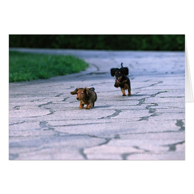 Miniatura Dachshund 3 (Anverso (Horizontal))