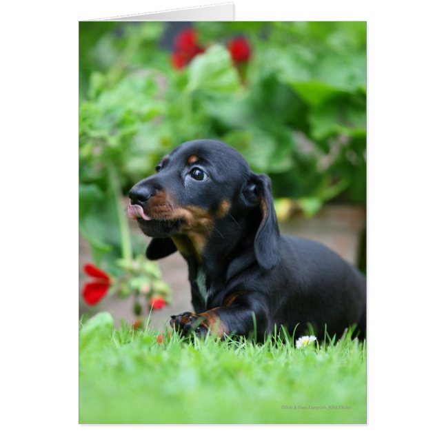 Miniatura de cabello liso Dachshund 1 (Frente)