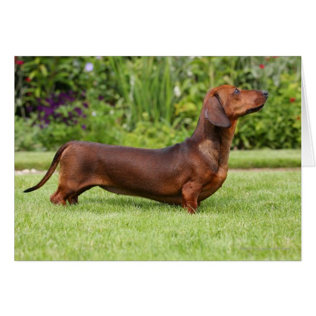Miniatura de cabello suave Dachshund (Anverso (Horizontal))