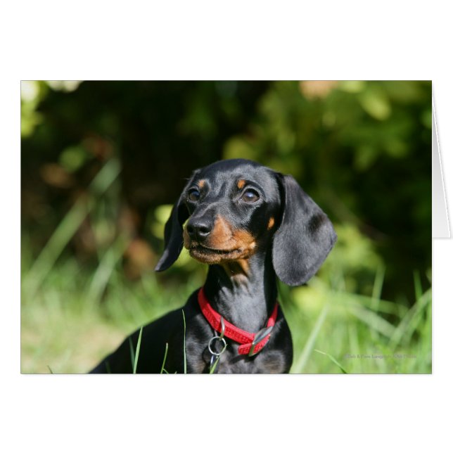 Miniatura de cabello suave Dachshund 3 (Anverso (Horizontal))