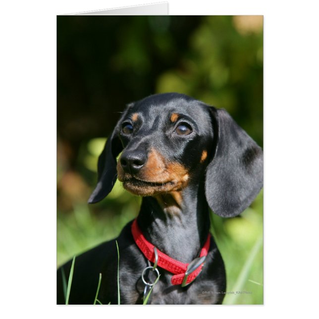 Miniatura de cabello suave Dachshund 3 (Frente)