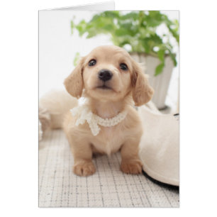 Miniatura de Dachshund