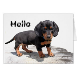 Miniatura de Dachshund