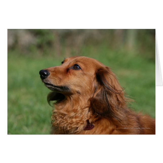 Miniatura de pelo largo Dachshund 2 (Anverso (Horizontal))