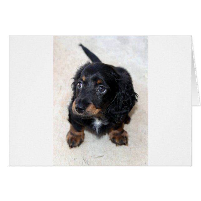 Miniatura Long Haired Dashund (Anverso (Horizontal))