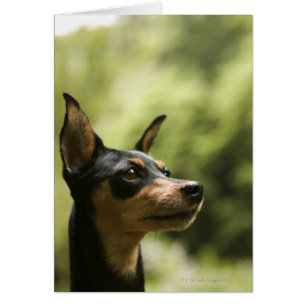 Miniatura Pinscher (Min-Pin) 2