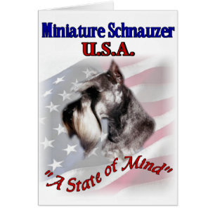 Miniature Schnauzer EE. UU.