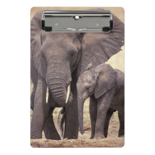 Minicarpeta De Pinza África, Tanzania, Parque Nacional Tarangire
