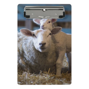 Minicarpeta De Pinza Alemania, ovejas y cordero mintiendo en el heno en