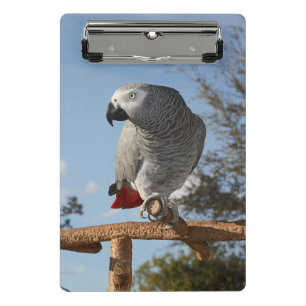 Minicarpeta De Pinza Asombroso loro gris africano