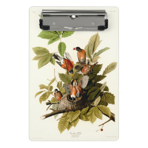Minicarpeta De Pinza Audubon American Robin Wildlife Bird Ilustracion