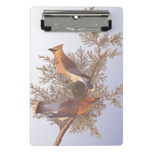 Minicarpeta De Pinza Audubon Cedar Waxwing Bird en Evergreen Juniper