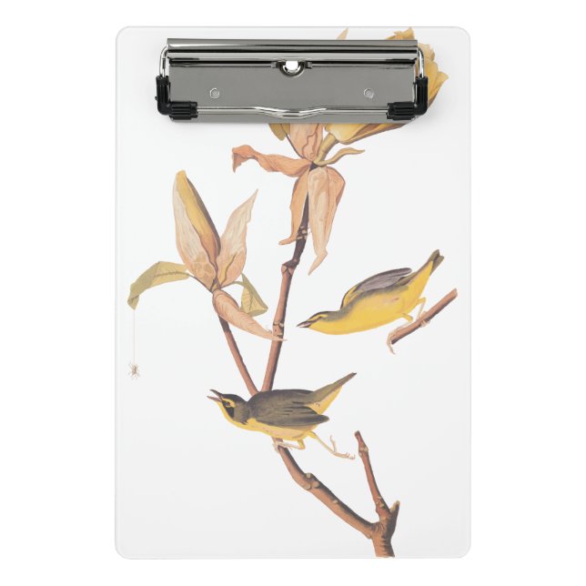 Minicarpeta De Pinza Audubon Kentucky Warblers sobre Magnolia (Anverso)
