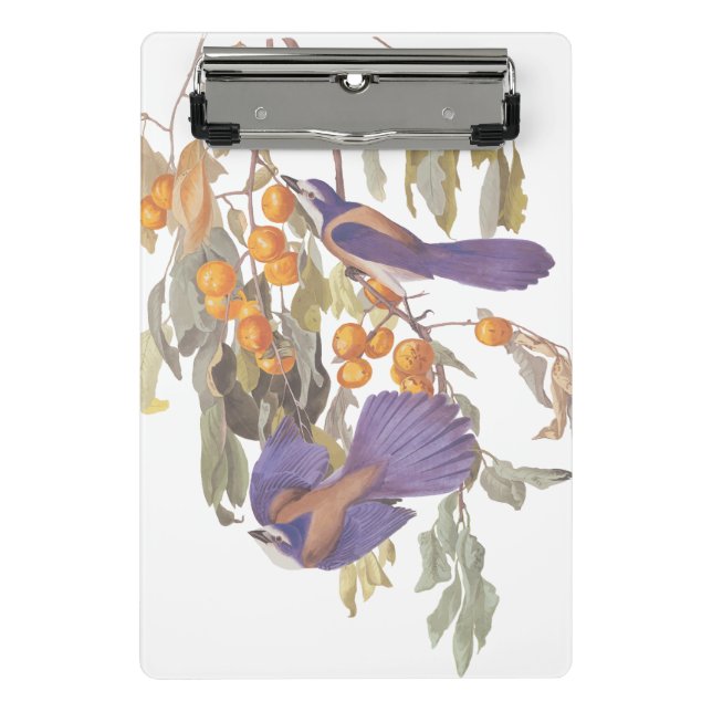 Minicarpeta De Pinza Aves Jay Audubon con Naranjas, crujiente de la Flo (Anverso)