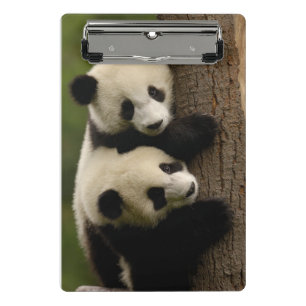 Minicarpeta De Pinza Bebés de panda gigante (Ailuropoda melanoleuca) 2
