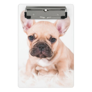 Minicarpeta De Pinza Bulldog francés