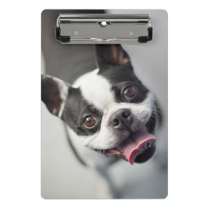 Minicarpeta De Pinza Bulldog francés de las imágenes el   de Getty