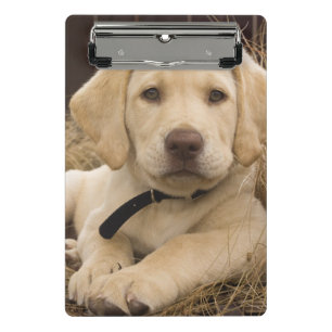 Minicarpeta De Pinza cachorro de Labrador Retriever
