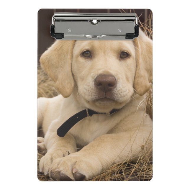 Minicarpeta De Pinza cachorro de Labrador Retriever (Anverso)