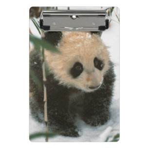 Minicarpeta De Pinza Cachorro de panda en la nieve, Wolong, Sichuan, Ch