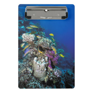 Minicarpeta De Pinza Cardumen de Salmonetes alrededor de pequeño coral