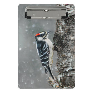 Minicarpeta De Pinza Carpintero lechoso en nieve - Fotografía original