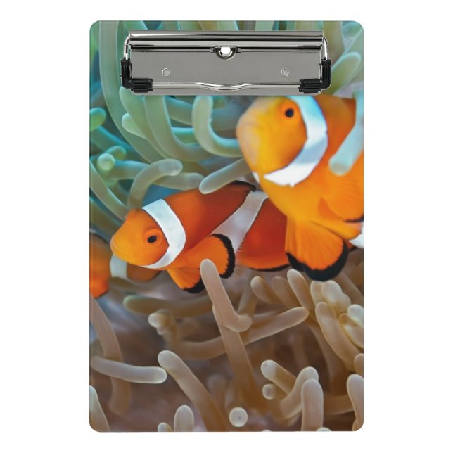 Minicarpeta De Pinza Clownfish (Anverso)