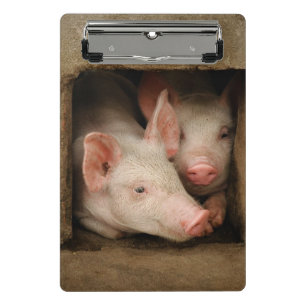 Minicarpeta De Pinza Cochinillos curiosos