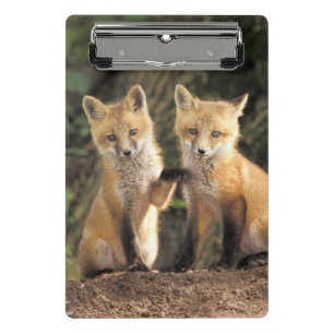 Minicarpeta De Pinza Cría de zorro rojo delante de la madriguera Vulpes
