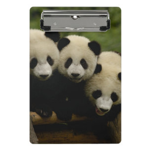 Minicarpeta De Pinza crías de panda gigante Ailuropoda melanoleuca)