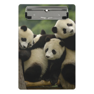 Minicarpeta De Pinza Crías de panda gigante (Ailuropoda melanoleuca)