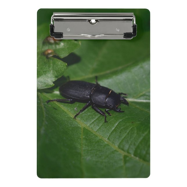 Minicarpeta De Pinza Dorcus parallelipipedus , el escarabajo de menor t (Anverso)