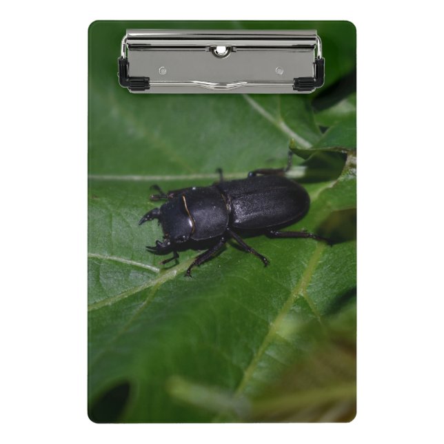 Minicarpeta De Pinza Dorcus parallelipipedus , el escarabajo de menor t (Anverso)