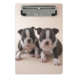Minicarpeta De Pinza Dos perritos de Boston Terrier