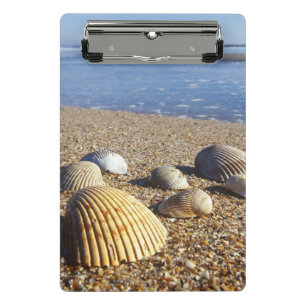 Minicarpeta De Pinza EE. UU., Florida, conchas marinas costeras