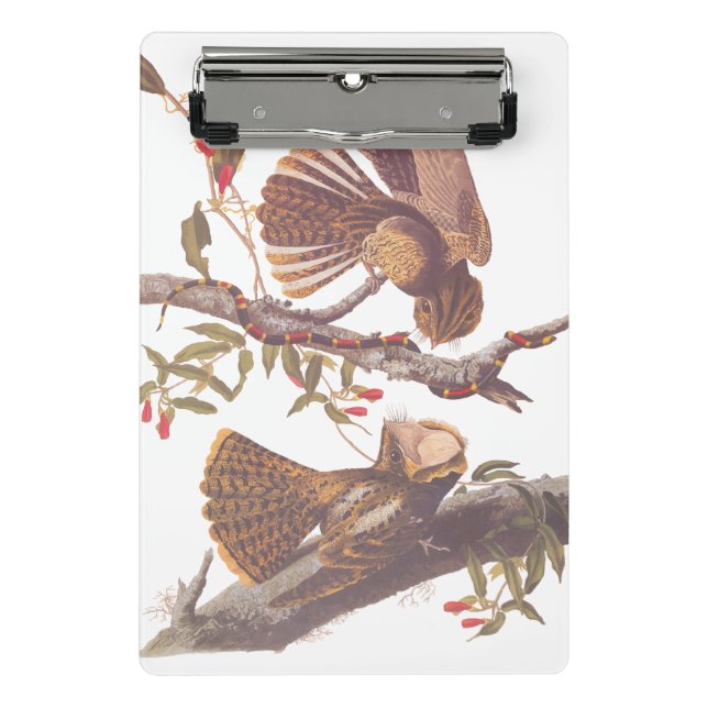 Minicarpeta De Pinza El tarro de viudas de Chuck Will con serpiente de  (Anverso)