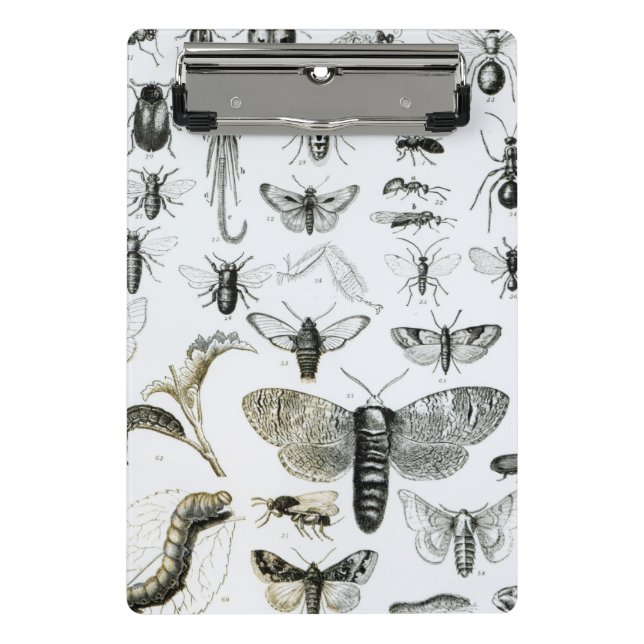 Minicarpeta De Pinza Entomología (Anverso)